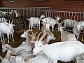 Foto_ 026.jpg